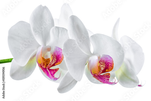 Fototapeta Naklejka Na Ścianę i Meble -  blooming twig of white with red orchid is isolated on background