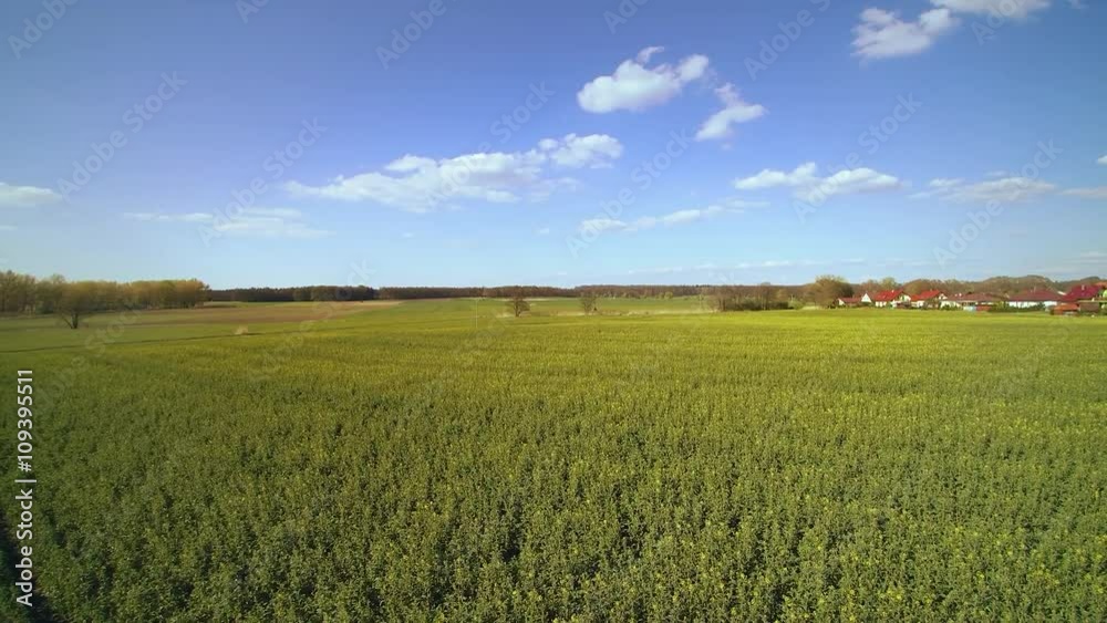 Aerial view of a field of oilseed rape in spring Aerial view of a field of oilseed rape in spring