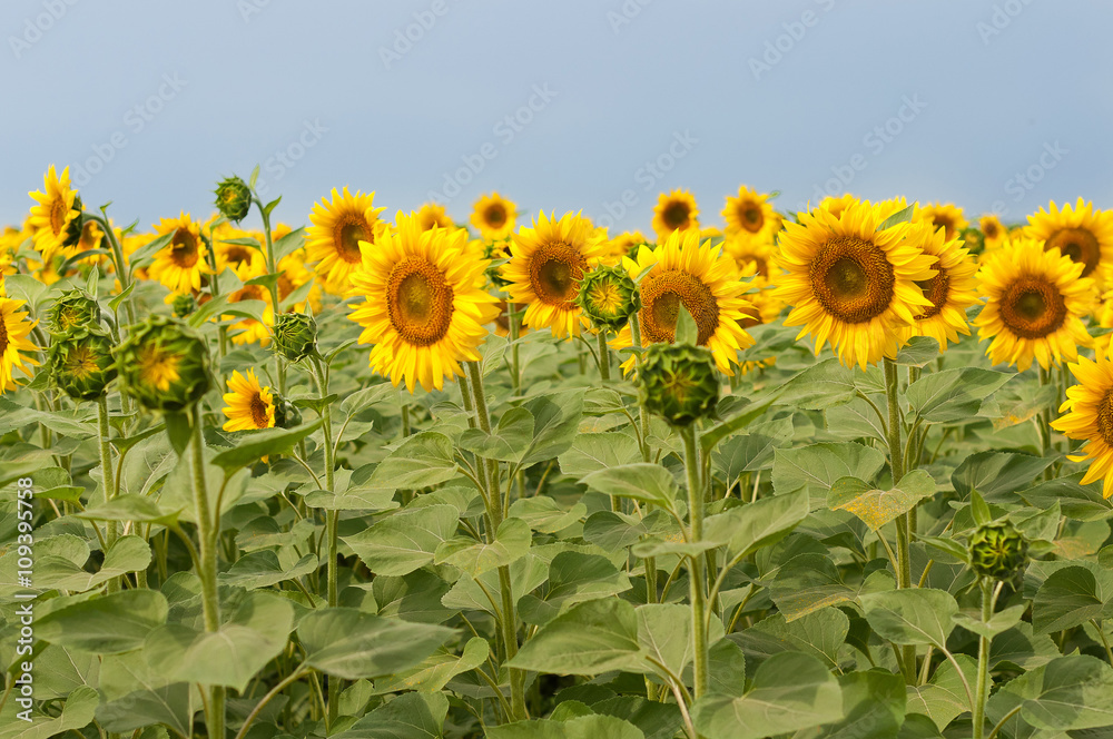 Fototapeta premium Sunflowers field in Tuscany during summer