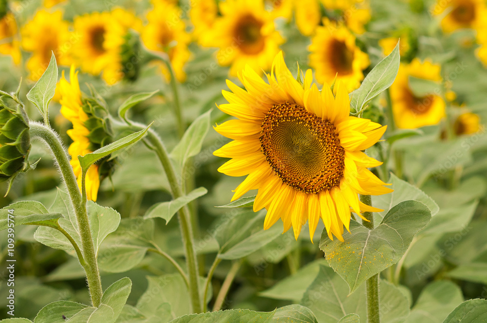 Fototapeta premium Sunflowers field in Tuscany during summer