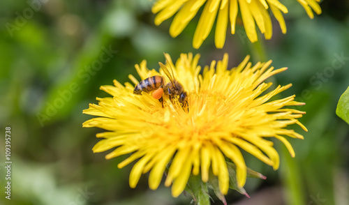 Photos bienen mit pollen