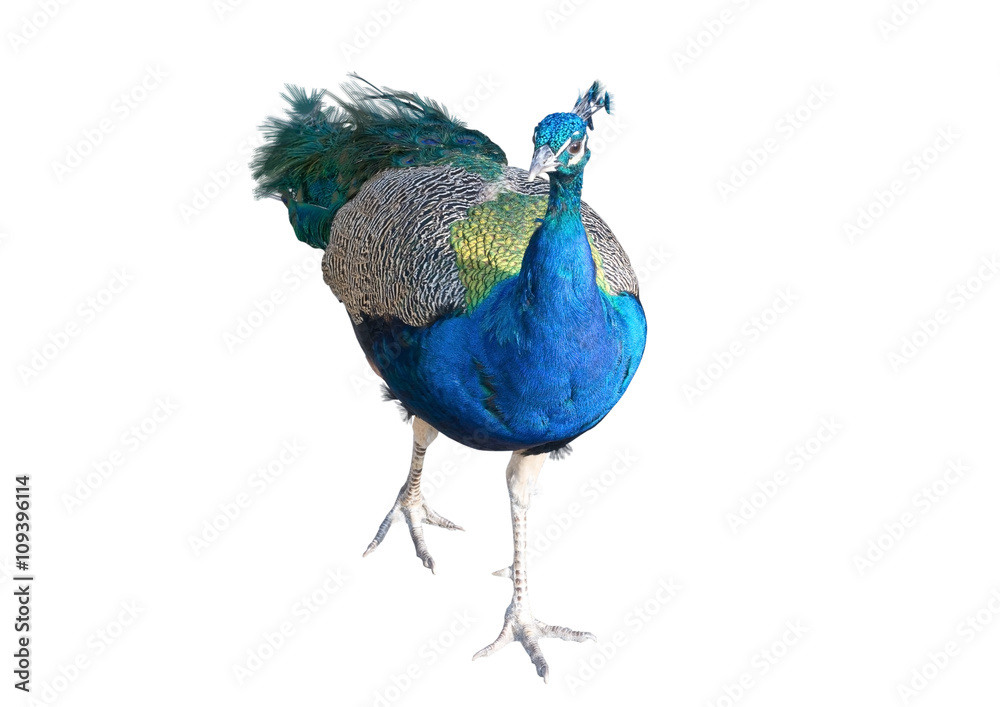 Fototapeta premium The big peacock