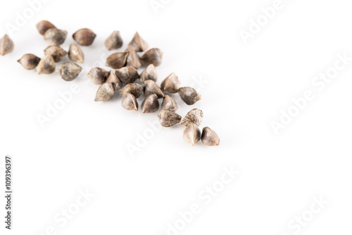 Fagopyrum esculentum (buckwheat) Seeds