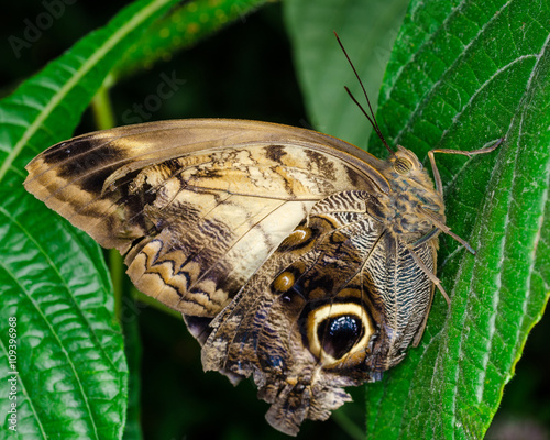 Фотография Close up butterfly