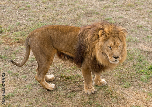 the Beautiful Lion