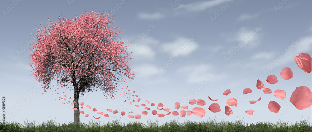 Obraz premium Kirschbaum mit fliegenden Blütenblättern