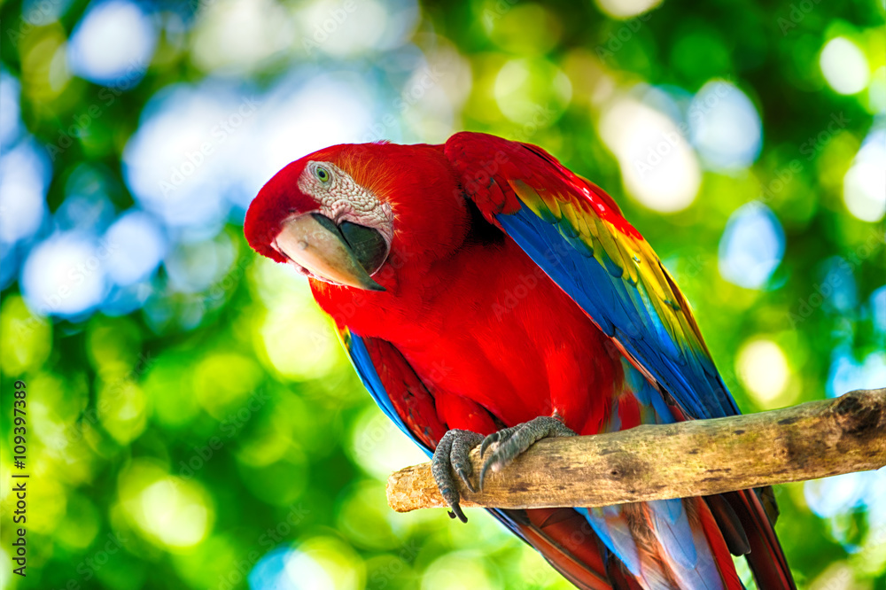 Obraz premium Papuga ara czerwona na zewnątrz