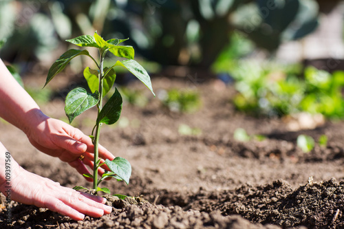 Mani di una donna che si occupa di una pianta nell'orto