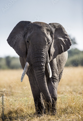 Big elephant in the savanna. Africa. Kenya. Tanzania. Serengeti. Maasai Mara. An excellent illustration.