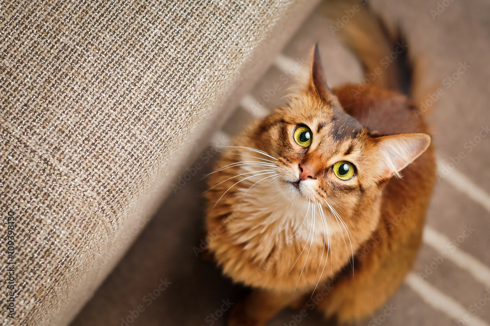 Fototapeta premium Somali Cat Looking Up