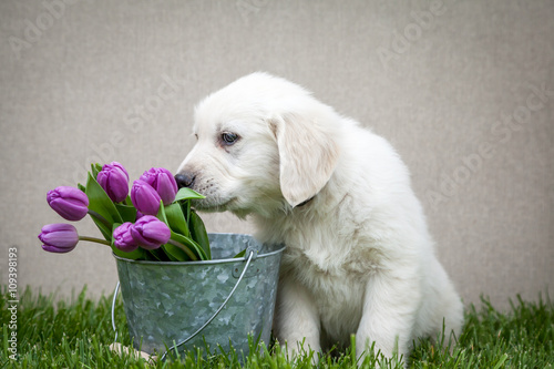 Bild auf Leinwand Golden retriever puppy with purple tulips