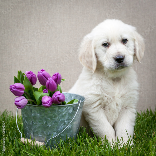 Golden retriever puppy with purple tulips