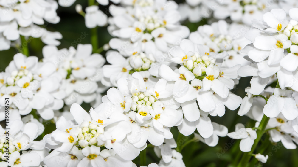 Immergrüne Schleifenblume 4