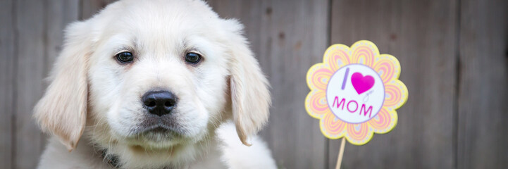 Golden retriever puppy 