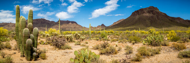 Poster Woestijnlandschap Woestijnlandschap in Arizona bij daglicht  © jon manjeot