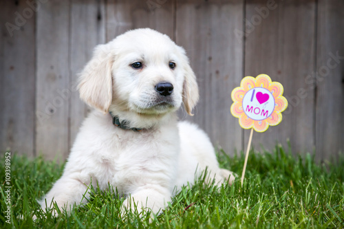 Fototapeta Naklejka Na Ścianę i Meble -  Golden retriever puppy 