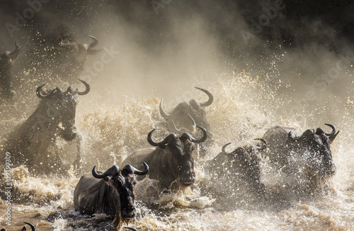 Canvas Print Wildebeests are crossing Mara river