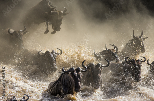 Wildebeests are crossing Mara river. Great Migration. Kenya. Tanzania. Masai Mara National Park.  photo
