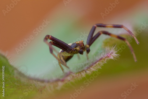 A macro of a spider.