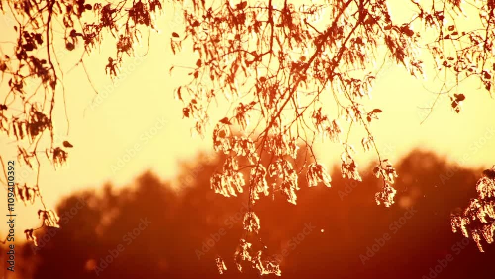 Pollen and tree leaves on the wind in sunset HD Pollen and tree leaves on the wind in sunset HD