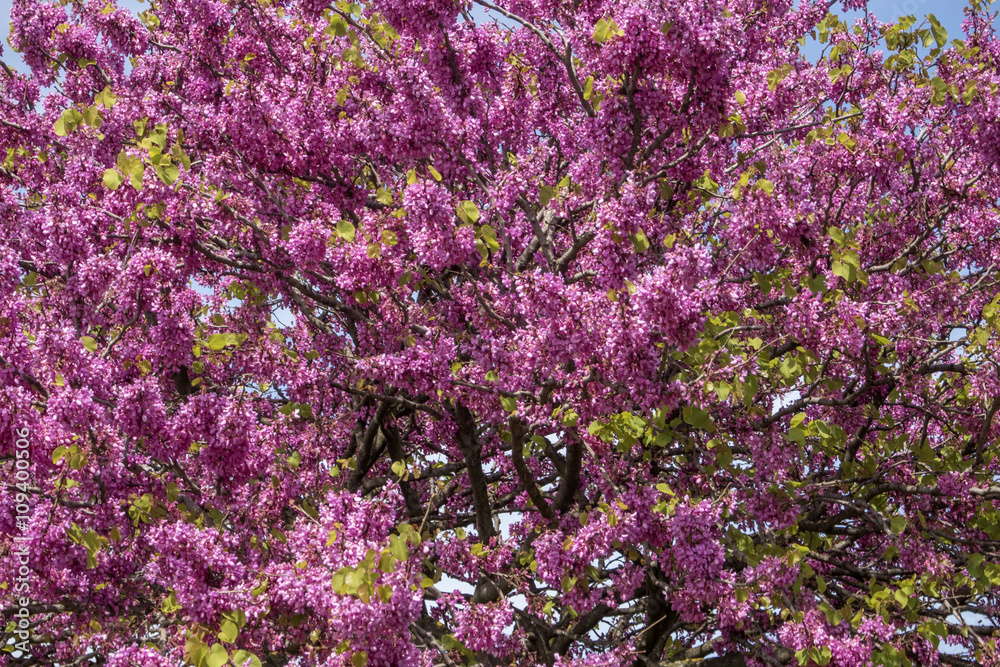 Albero di Giuda in primavera. Albero di Giuda in primavera.