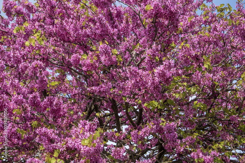 Albero di Giuda in primavera.