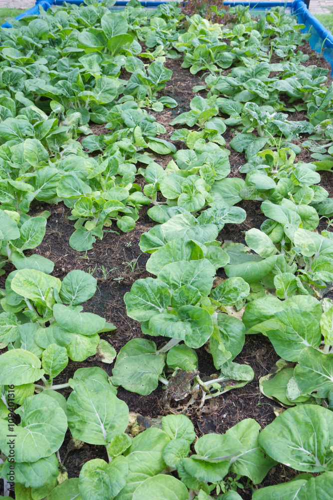 Growing cabbage field Growing cabbage field