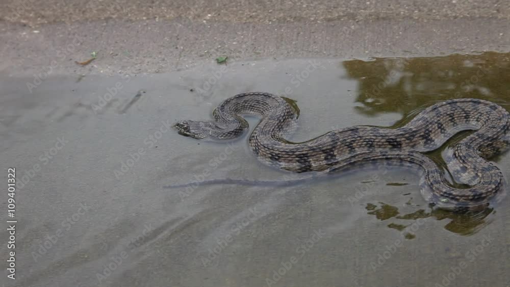 Diamondback Water Snake in water. Diamondback Water Snake in water.