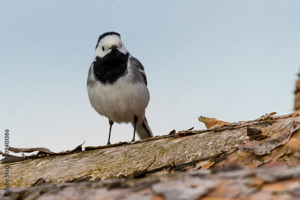 Bachstelze (Motacilla alba) auf einem Stapel Kiefernstämme