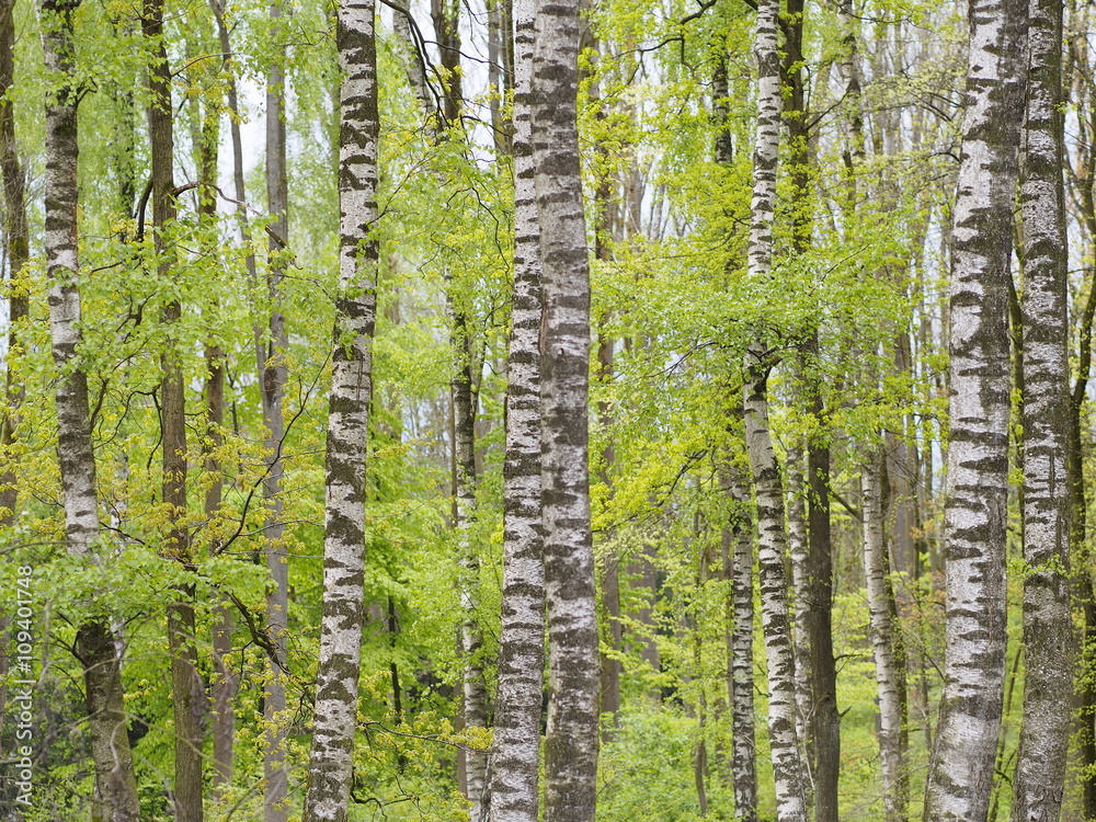 Frühling - Birkenbäume mit zarten grünen Blättern Stock-Foto | Adobe Stock