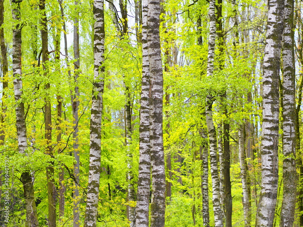 Obraz premium Czarno-białe brzozy w ich zielonej wiosennej sukience