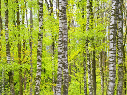 Fototapeta Naklejka Na Ścianę i Meble -  Frühling - Birkenbäume mit zarten grünen Blättern 