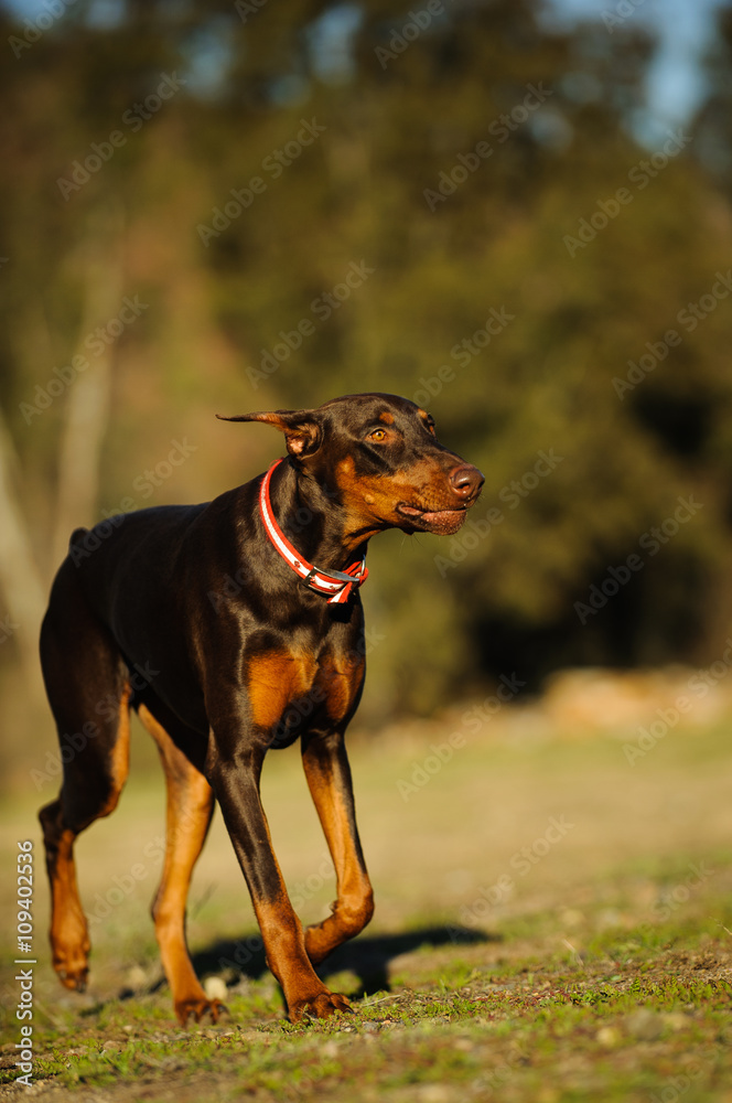 Doberman Pinscher dog with cropped ears and red and tan marking lying down playing with a stick