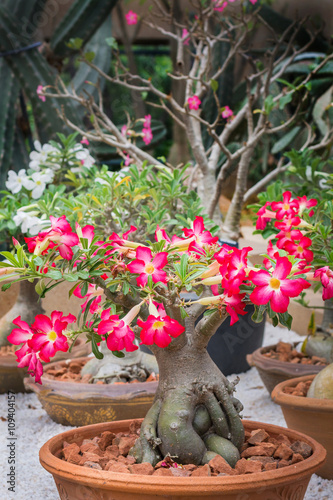 Desert rose flowers, Impala Lily,Adenium flower
