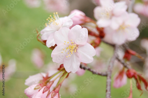 桜 さくら 