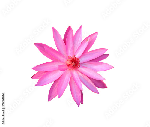 pink lotus isolated on white background.