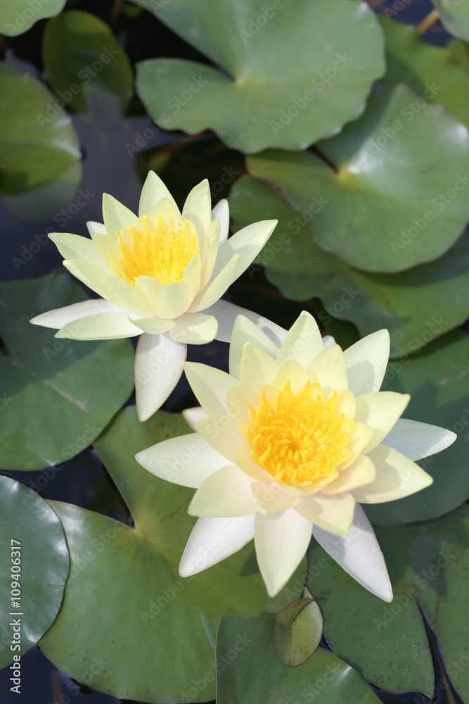Yellow lotus in a pond with bloom. Yellow lotus in a pond with bloom.