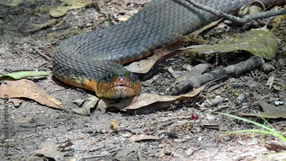 Stare Down with snake on a hiking trail Stare Down with snake on a hiking trail