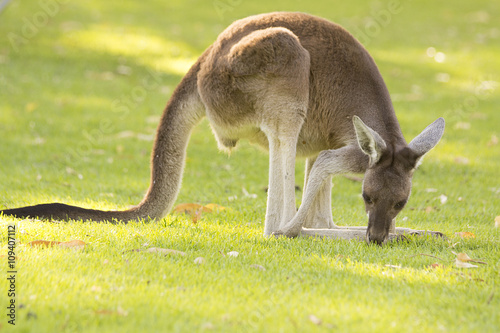 Beautiful kangaroo standing on eating grass Perth, Western Australia, Australia.