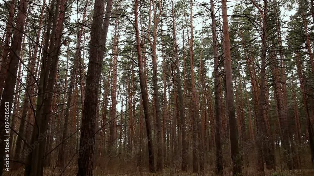 Pine forest at the early morning