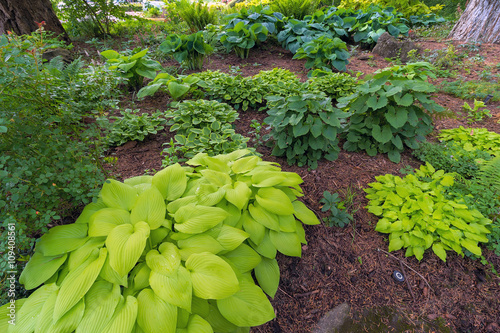 Hostas Variety in Garden photo