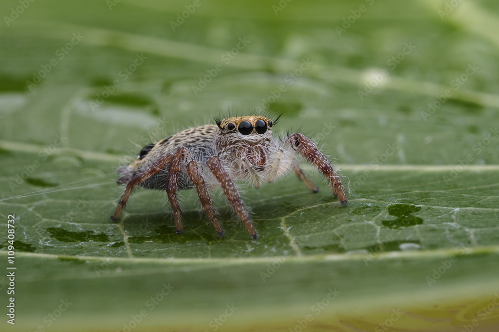 Spider juming / OLYMPUS DIGITAL CAMERA Spider juming / OLYMPUS DIGITAL CAMERA