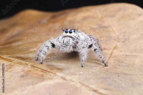 Fototapeta Naklejka Na Ścianę i Meble -  Spider juming / OLYMPUS DIGITAL CAMERA
