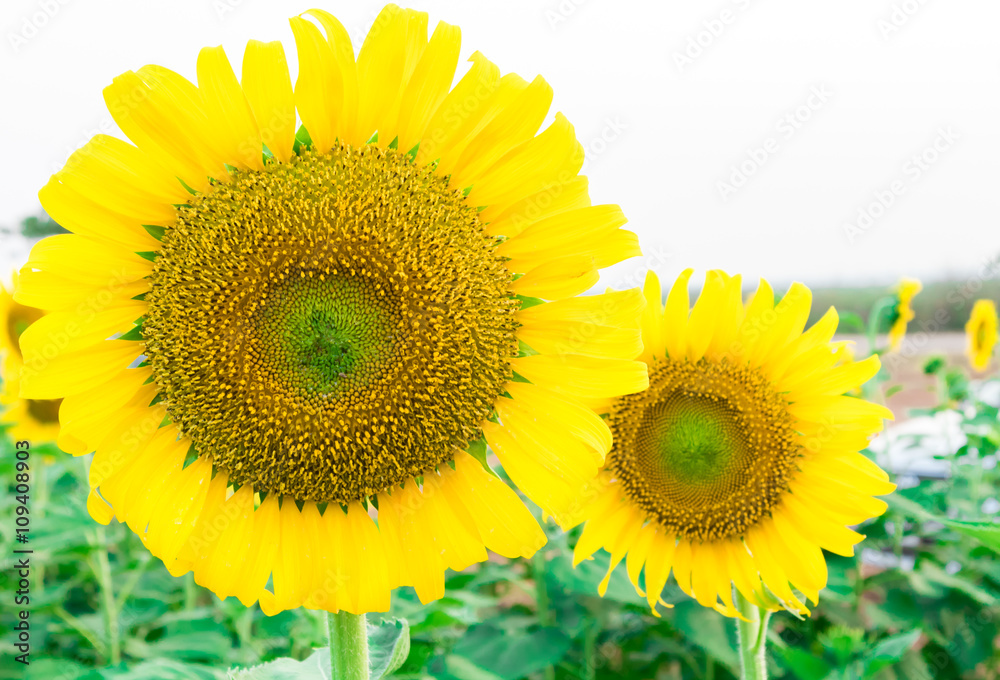Fototapeta premium Closeup sunflower, soft and blur focus