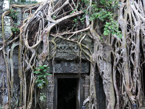 Ta Prohm temple,  Cambodia
