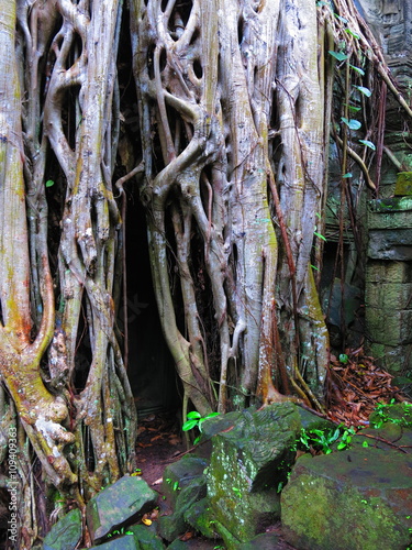 Ta Prohm temple, Cambodia 