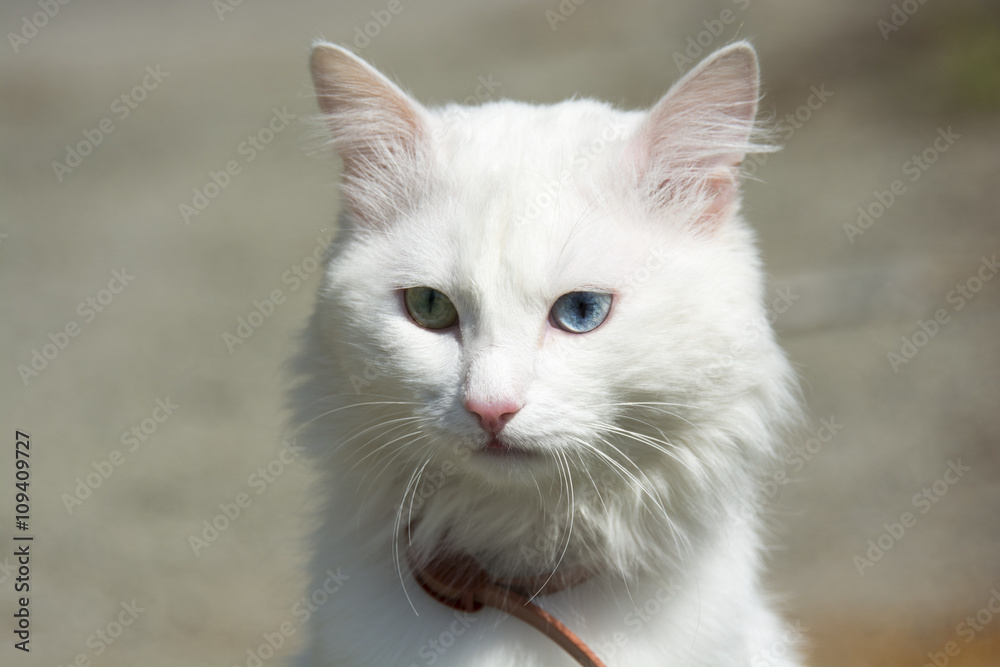 Beautiful white cat close up 