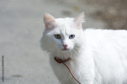 Beautiful white cat close up 
