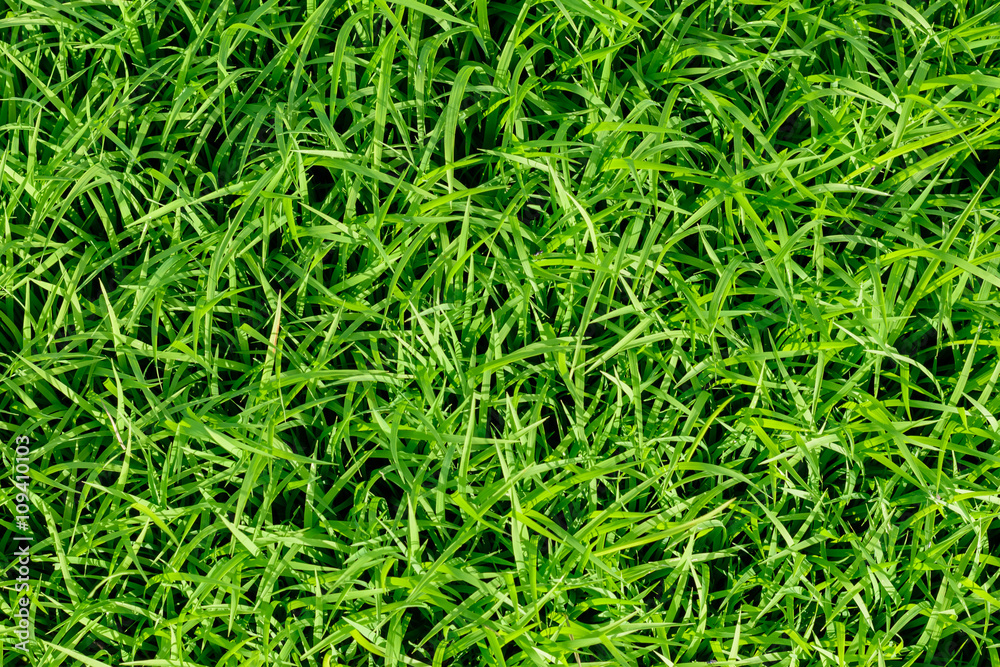 fresh green grass background fresh green grass background