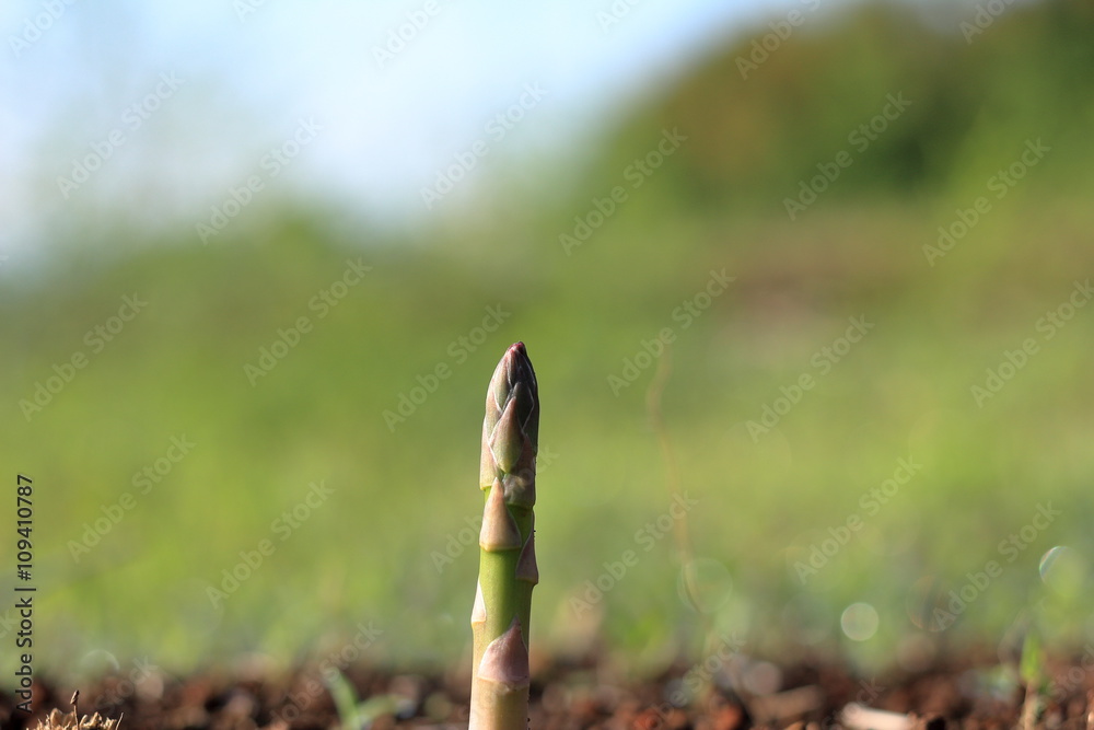 Obraz premium Asparagus